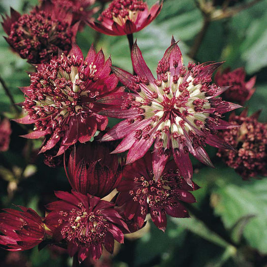 astrantia ruby cloud - minuni ale naturii create de Dumnezeu 5