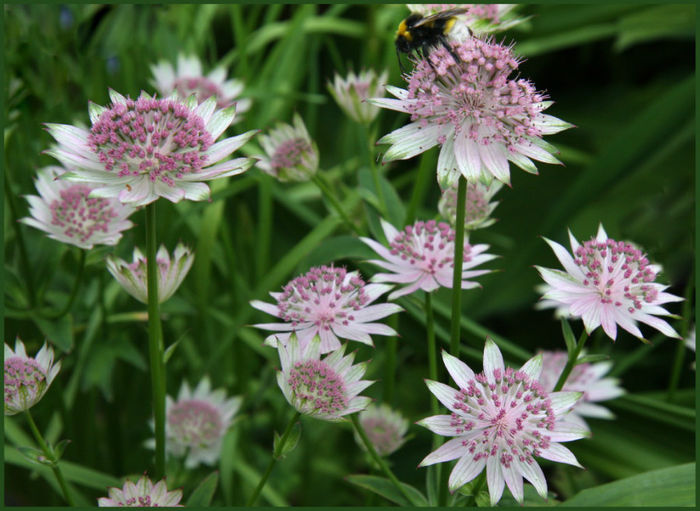 astrantia%20buckland - minuni ale naturii create de Dumnezeu 5