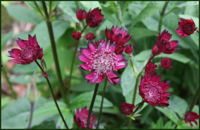 astrantia%20ruby%20wedding