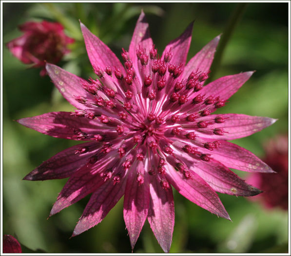 astrantia%20washfield