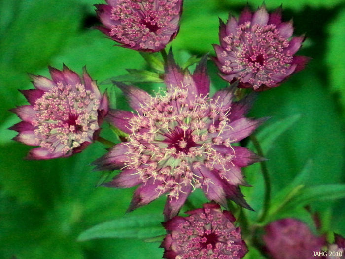 astrantia - minuni ale naturii create de Dumnezeu 5