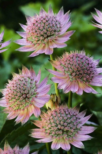 Astrantia_Florence740161_copy - minuni ale naturii create de Dumnezeu 5