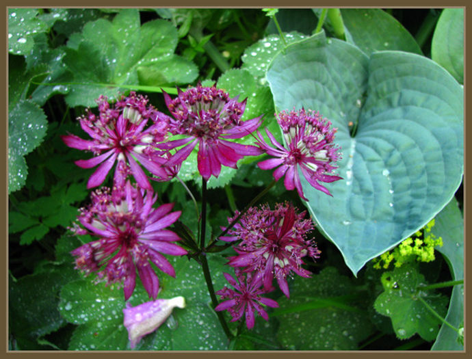 astrantia_lumipallotarha - minuni ale naturii create de Dumnezeu 5