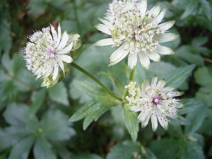 Astrantia_major_R0012287 - minuni ale naturii create de Dumnezeu 5