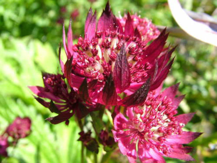 Astrantia-hadspen-lge - minuni ale naturii create de Dumnezeu 5