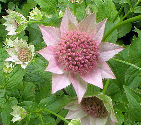 Astrantia-Maxima1