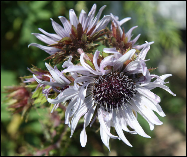 berkheya%20purpurea