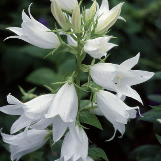CAMPANULA%20LATIFOLIA%20ALBA - minuni ale naturii create de Dumnezeu 5