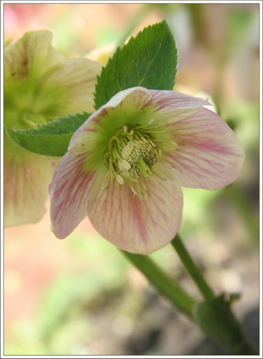 cream&pinkhellebore - minuni ale naturii create de Dumnezeu 5
