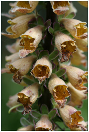 digitalis%20ferruginea - minuni ale naturii create de Dumnezeu 5