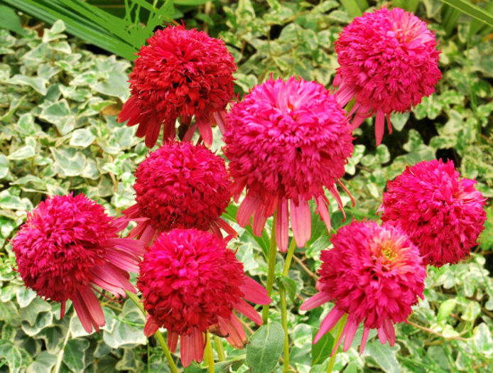 Echinacea_Cranberry_Cupcake_2_-_cropped - minuni ale naturii create de Dumnezeu 5