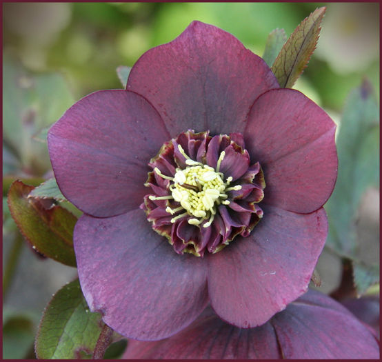 hellebore%20my%20anemone%20centred%20bred