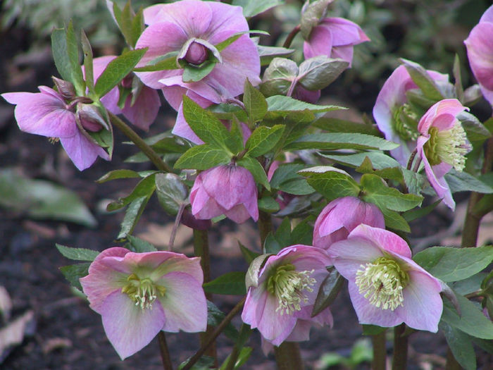 hellebores - minuni ale naturii create de Dumnezeu 5