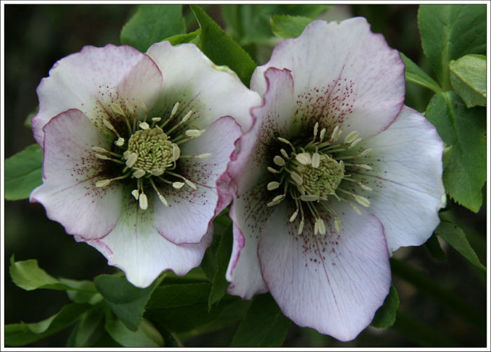 helleborus%20hybrida%20picotee - minuni ale naturii create de Dumnezeu 5