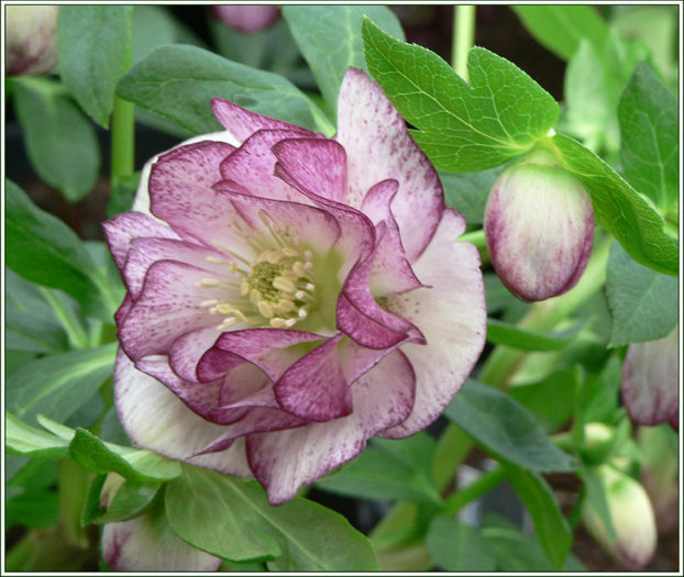 helleborus%20hybridus%20double%20picotee - minuni ale naturii create de Dumnezeu 5