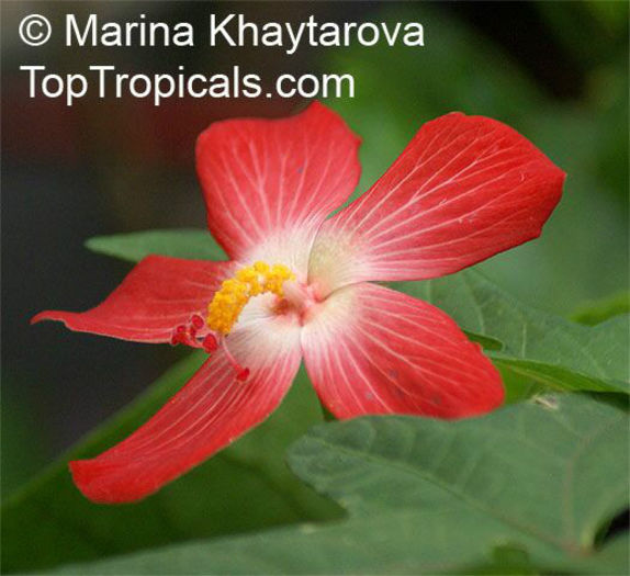 Hibiscus_unknown3Mkh - minuni ale naturii create de Dumnezeu 5