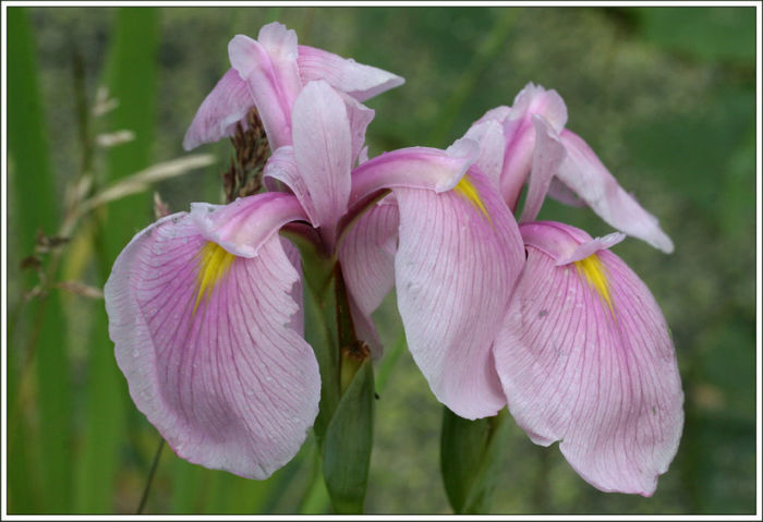 iris%20ensata%20rosequeen - minuni ale naturii create de Dumnezeu 5