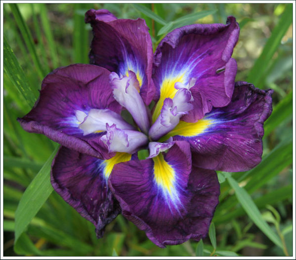 iris%20ensata1 - minuni ale naturii create de Dumnezeu 5