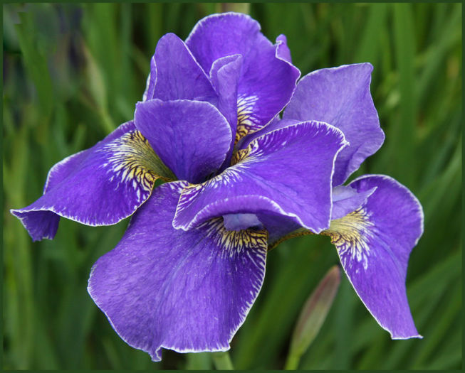 iris%20sibirica%20flight%20of%20butterflies - minuni ale naturii create de Dumnezeu 5