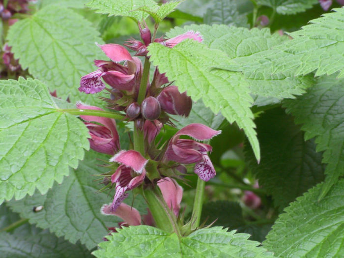 lamium%20orvala - minuni ale naturii create de Dumnezeu 5