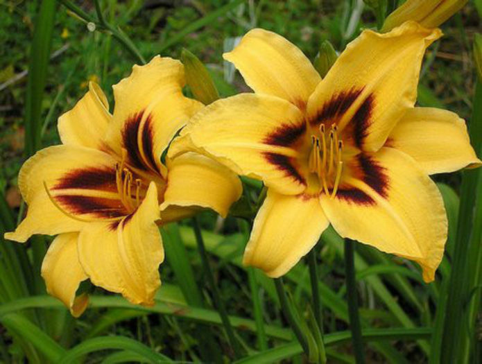 Lily-flowers