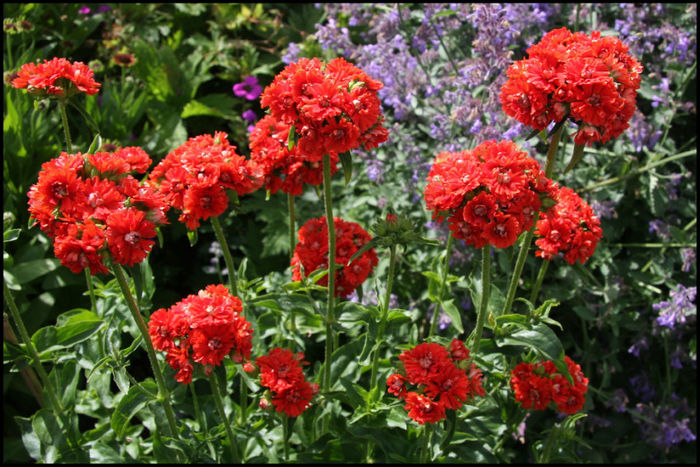 lychnis%20chalcedonica%20plena