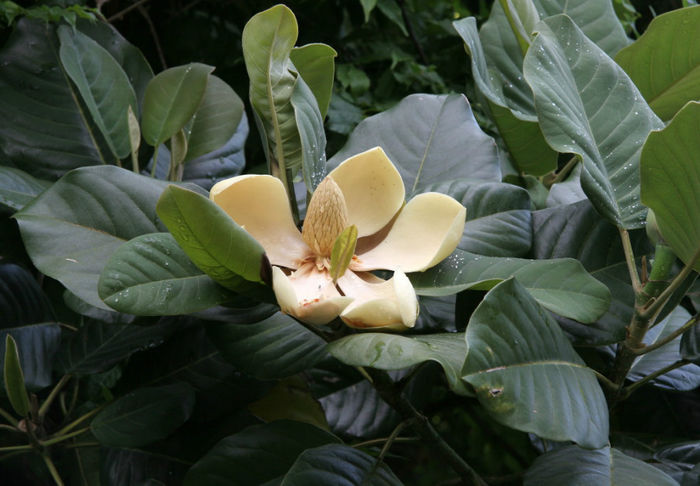 magnolia%20delavayi