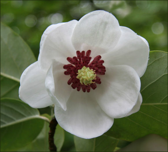 magnoliawilsonii