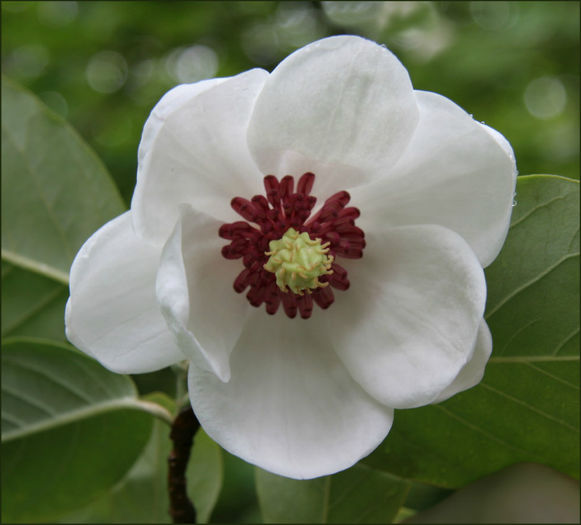 magnoliawilsonii - minuni ale naturii create de Dumnezeu 5