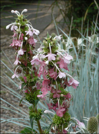 morinal%20ongifolia