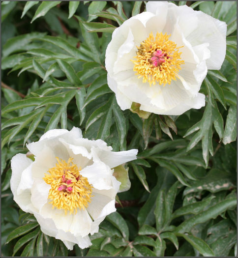 paeonia%20clusii