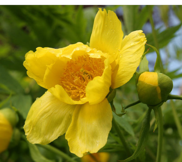 paeonia%20lutea%20ludlowii2