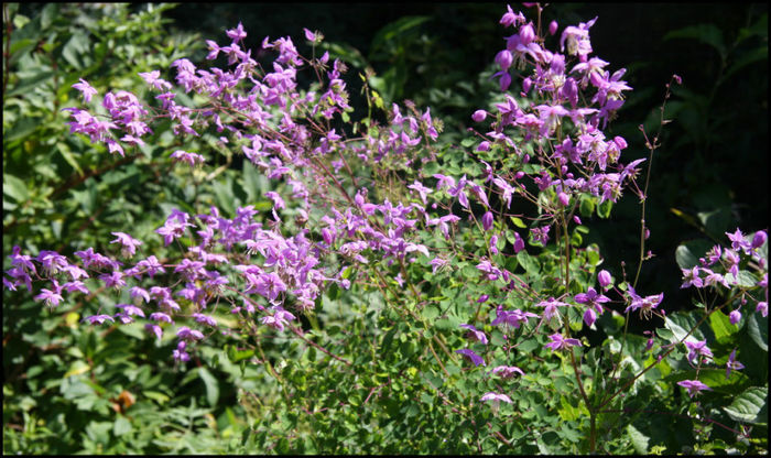 thalictrumaquilegifolia - minuni ale naturii create de Dumnezeu 5