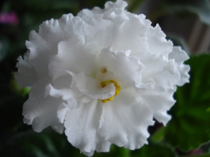 DSC05820 - RS Balerina