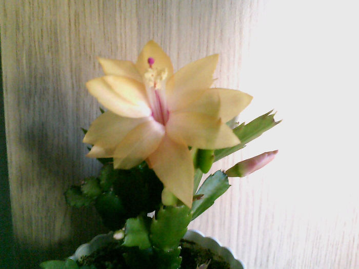 1333 - Schlumbergera galbena