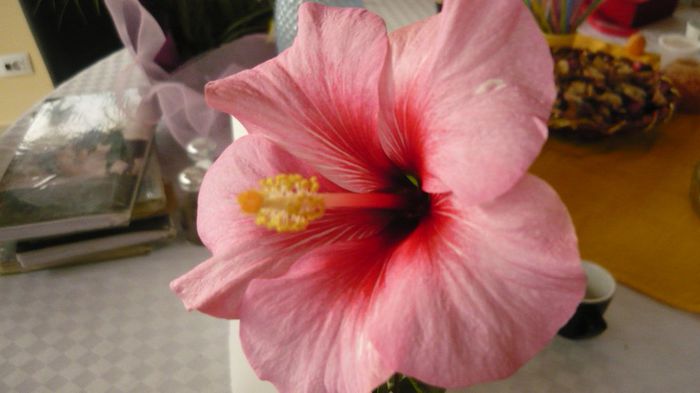 Picture 1974 - x 2013 hibiscus rosa sinesis 3