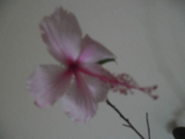 070 - Hibiscus 2013-3