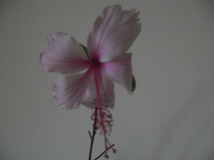 073 - Hibiscus 2013-3
