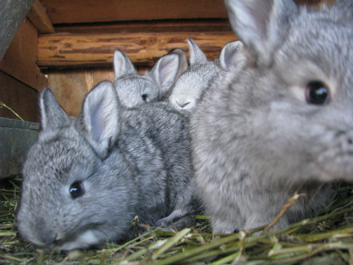 IMG_4119 - Iepurele de Cluj pui