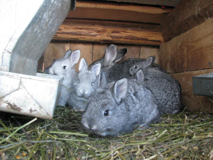 IMG_4120 - Iepurele de Cluj pui