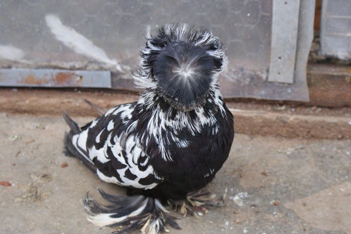 femela 2011-160 roni