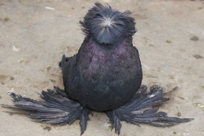 femela 2013-180 roni