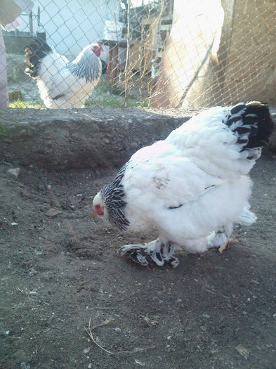 IMG068 - tineret 2013