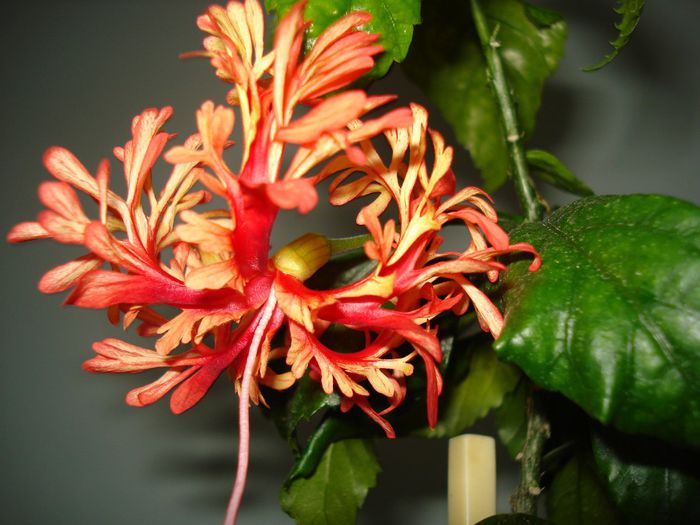 DSC06087 - Hibiscus Schizopetalus