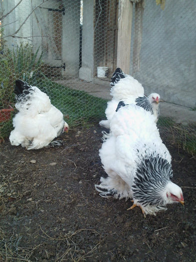IMG073 - tineret 2013