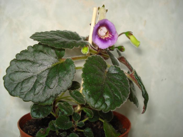 DSC06103 - FLORI 2013