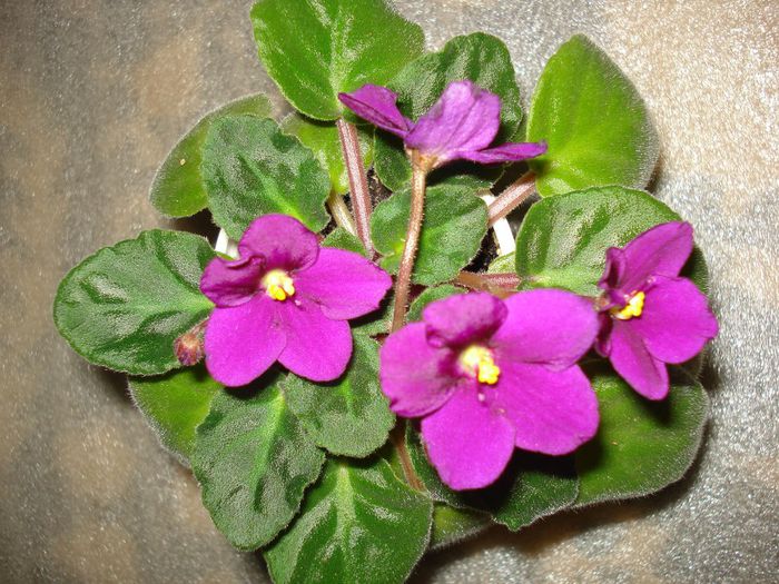 DSC06122 - FLORI 2013