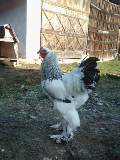 IMG105 - tineret 2013