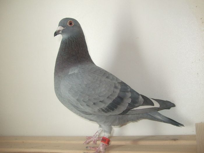 "310" HOUBEN X G.VANDENABELLE