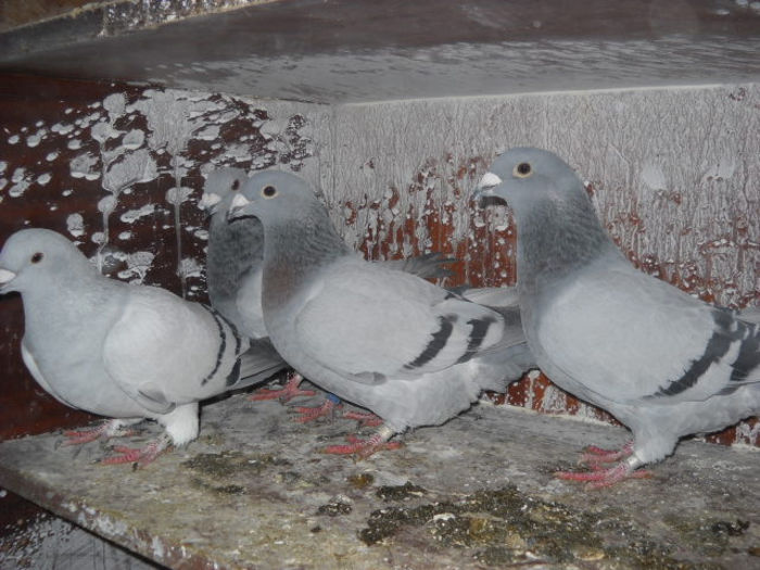 tineret 2013 - P VOIAJORI STANDARD TINERET 2013